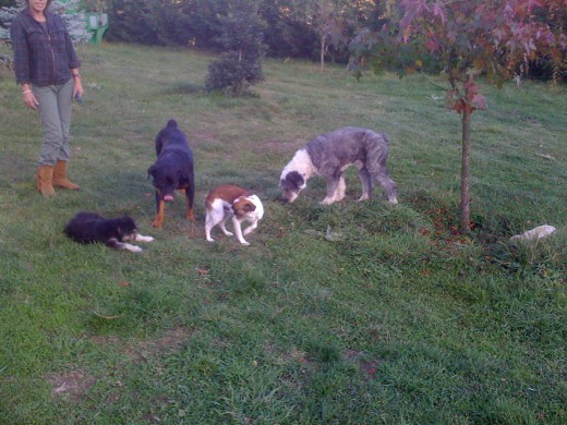 Beltza,Sua,Txuli,Mimo